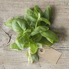 El nombre científico de la albahaca es ocimum basilicum l. Albahaca Propiedades Medicinales Y Como Tomarla