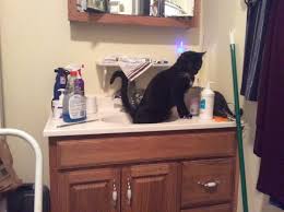 Mini meow always stays by the door on look out for the dog like a tiny protector. Why Does My Cat Pee With Me Her Litter Box Is In My Bathroom And She Has 24 7 Access To It But 8 10 Times Will Follow Me And Pee When I Do Quora