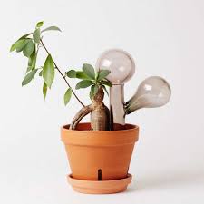 Extra large plant watering globes. 10 Easy Pieces Glass Watering Bulbs Gardenista