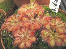 Image result for Drosera dielsiana