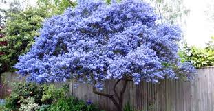 Therefore there are few leaves to block the flowers. 40 Beautiful Flowering Trees Ideas For Yard Landscaping Rockindeco