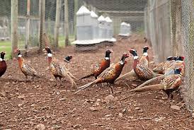 Game Bird Farmers Among The Largest Operations In Wisconsin Pheasant Farm Chickens Backyard Backyard Flocks