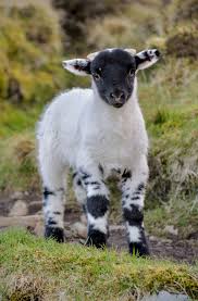 Black And White Sheep Picture Cute Fluffy Black And White Lamb Cute Animals Animals Baby Animals