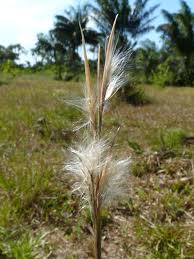 Image result for Andropogon eucomus