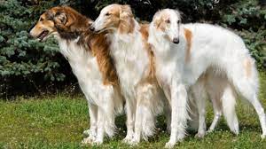 10 ELEGANT Facts About The Borzoi Dog (Russian Wolfhound) - YouTube