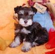 Panhandle Toy & Teacup Miniature Schnauzers