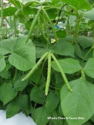 Image result for Vigna reticulata