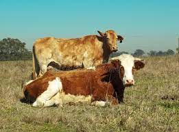 Marrom Tipico E Branco Da Vaca Australiana Do Simmental Imagem De Stock Imagem De Ceu Branco 21169423