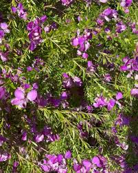 Image result for Polygala virgata