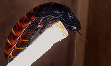 It is unlawful for residents in the states of florida + hawaii to purchase this item due to state laws. Madagascar Hissing Cockroach Wikipedia