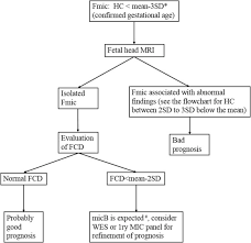 Diagnostic Approach To Fetal Microcephaly Sciencedirect