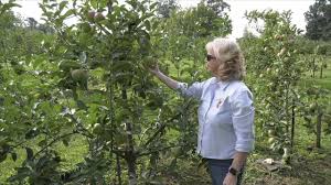 We did not find results for: North Georgia Apple Growers Prepare For Harvest After Tough Growing Season Youtube