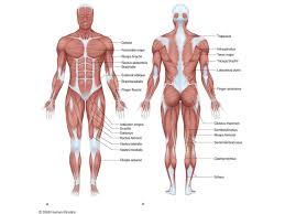 However, the definition in human anatomy refers only to the section of the lower limb extending from the knee to the ankle, also known as the crus. Classification And Action Of The Lower Extremity Muscles Ppt Download