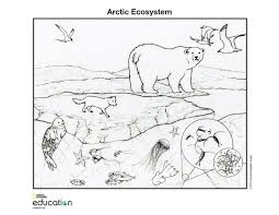 Prior to this lesson introduce and have students investigate the northern lights. Coloring Page Download Print And Color Illustrations Of Marine Ecosystems And Animals Animal Coloring Pages Zoo Coloring Pages Coloring Pages