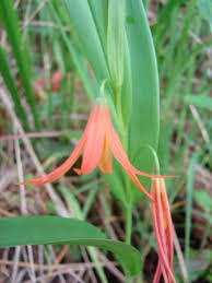 Image result for Littonia modesta