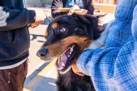 Hundreds attend free spay-neuter event