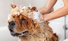 Robinson recommends this formula for anyone hoping to reverse the signs of thinning 12. 5 Best Dog Shampoos For Shedding 2021 Reviews