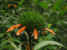 Image result for Leonotis decadonta