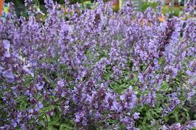 Sales@plantsgaloreonline.co.uk customerservices@plantsgaloreonline.co.uk 01279 792 869 plants galore hamlet hill roydon essex cm19 5jy. Some Of Our Favourite Perennials And Shrubs