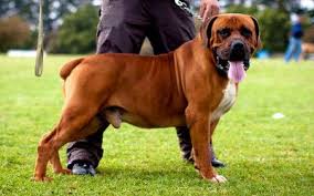 Black Boerboel Puppies For Sale In Cape Town Litters Boerboel Puppies For Purchase In 2020 Boerboel Pedigree Dog South African Mastiff