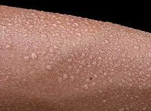 İngilizce türkçe online sözlük tureng. Perspiration Wikipedia