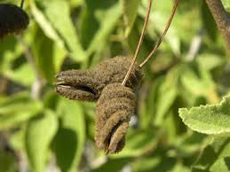 Image result for Helicteres