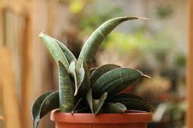 Image result for Sansevieria sinus-simiorum