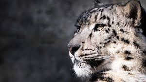 In Search Of The Snow Leopard In Ladakh Natural World Safaris Tsewang namgail for an interview. in search of the snow leopard in ladakh