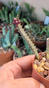 Image result for Australluma