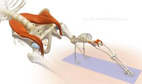 The Psoas Awakening Series Synergistically Combines The Standing Poses To Awaken The Psoas We Accomplish This By Fi Yoga Yoga Anatomy Yoga Poses For Beginners