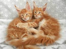 Black And White Kittens For Sale Essex Pin On Maine Coon Cats