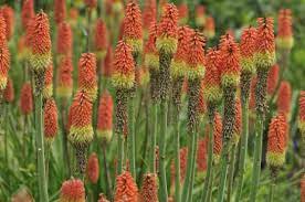 Learn How To Grow And Care For Red Hot Poker Plants Red Hot Poker Plant Long Blooming Perennials Plants
