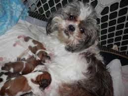 Baby shih tzu puppies for sale with double champion bloodlines. Shih Tzu Pets And Animals For Sale Iowa