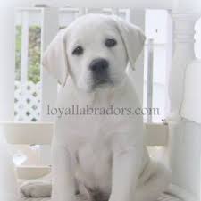 Maybe you would like to learn more about one of these? White English Labrador Puppies For Sale Amp Available Lab Puppy White Lab Puppies White Labrador Puppy English Labrador