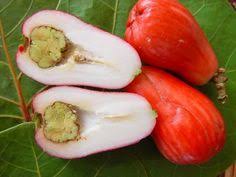 Caribfruits Pomme Malacca Fruits Tropicaux Fruits Tropicaux Fruits Exotiques Legume Exotique