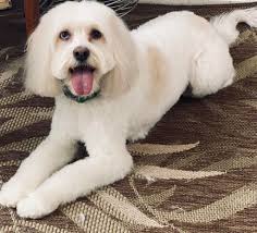 📆 Having trouble finding a dog groomer with availability? 🥱⏰ Don't want  for your dog to be at the groomers all day? ☮️ Want a calm environment for  your pup to be