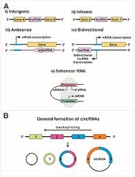 Cdna is produced from fully transcribed mrna found in the nucleus and. Long Non Coding Rna Wikipedia