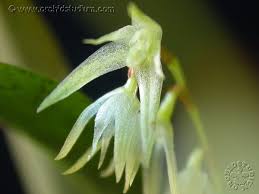 Image result for Polystachya kermesina