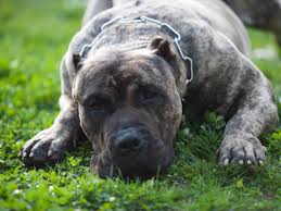 Presa Canario Dog Breed Everything About Presa Canario