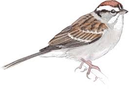 Sparrow Bird Drawing For Kids With Colour Chipping Sparrow John Muir Laws Bird Drawings Sparrow Art Birds Painting
