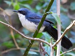 Image result for Monotes hypoleucus