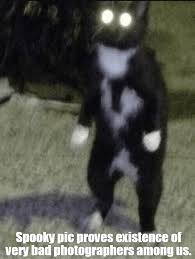 Instagram profilbild vergrößern originalqualität jedes profilbild. 28 Cringe Cats Ideen Susse Tiere Lustige Katzen Lustige Tiere