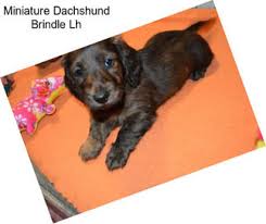 Archive for the dachshund puppies for sale louisiana category. Miniature Dachshund Puppies For Sale In Alabama Agriseek Com