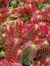 Crassula Capitella Subsp Thyrsiflora Red Pagoda World Of Succulents Succulents Succulent Gardening Planting Succulents