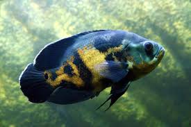 But how many types of oscar fish are available to keep in a fish tank? 8 Reasons To Keep An Oscar Fish As A Pet The Buzz Land