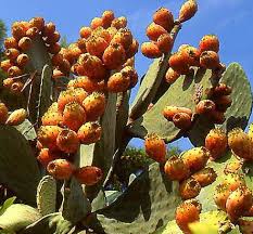 Prickly pear cactus is a type of plant that is native to central america and the surrounding area, and that is a typical part of the mexican diet. The Real Prickly Pear Extract For Hangover Prevention