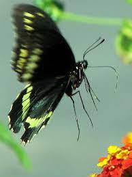 Mariposa Volando By Gustavo Lu7frb Via Flickr Imagenes De Mariposas Bonitas Imagenes De Mariposas Mariposas Bonitas