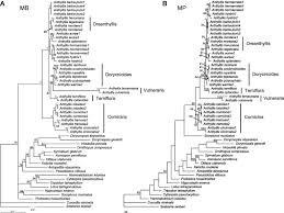Image result for Antopetitia abyssinica