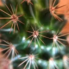 Removing a stubborn splinter from your finger or foot is never fun, especially if it involves digging into your skin with a needle or tweezers. 10 What S The Purpose Of Thorns On A Cactus Plant Ideas Cactus Cactus Plants Succulents