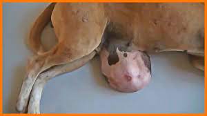 opuhol molochnoj zhelezy u sobaki chto delat kak lechit